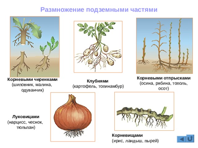 Mega darknet market зеркало